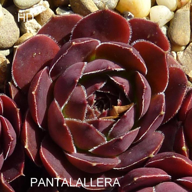 Pantalallera / Jovi