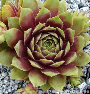 Mulberry Wine