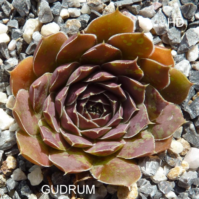 Gudrum / Jovi