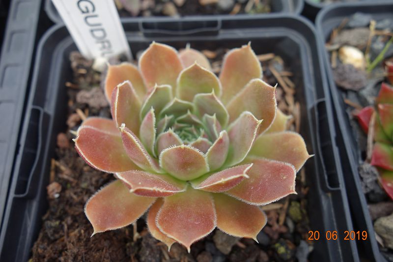 Gudrum / Jovi