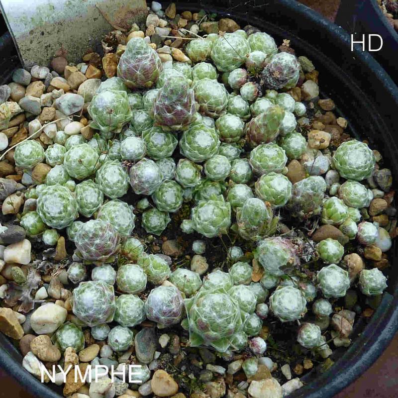 Nymphe