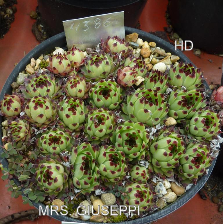Mrs. Giuseppi