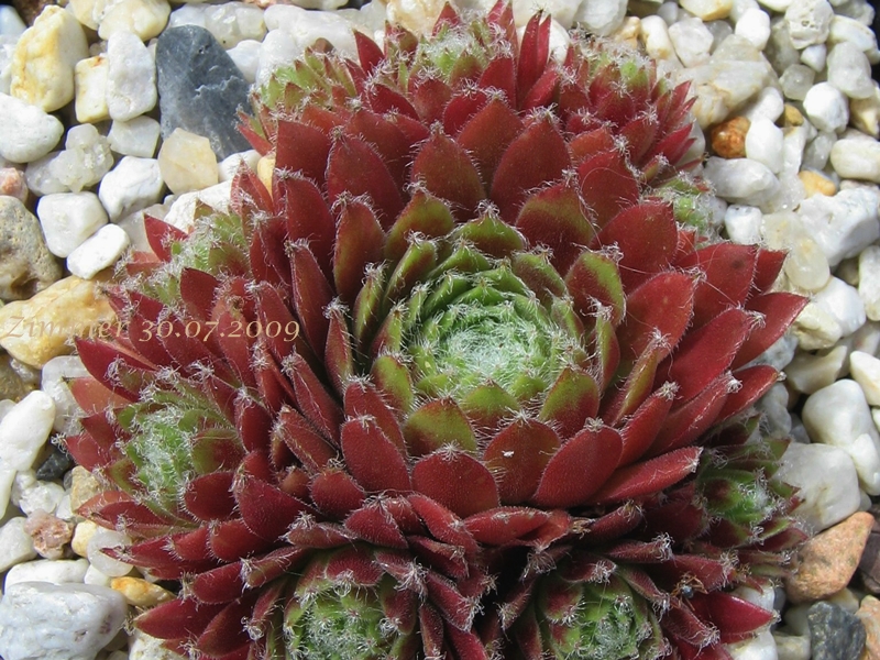 Pacific Tart