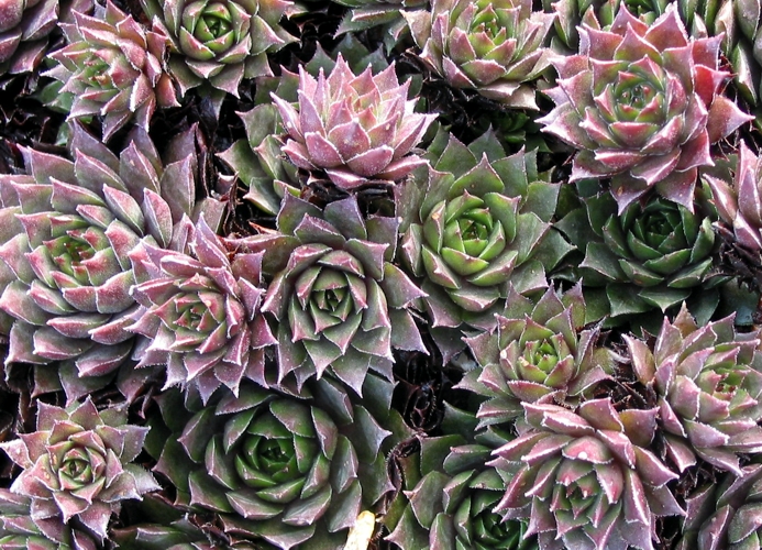 Slabber's Seedling