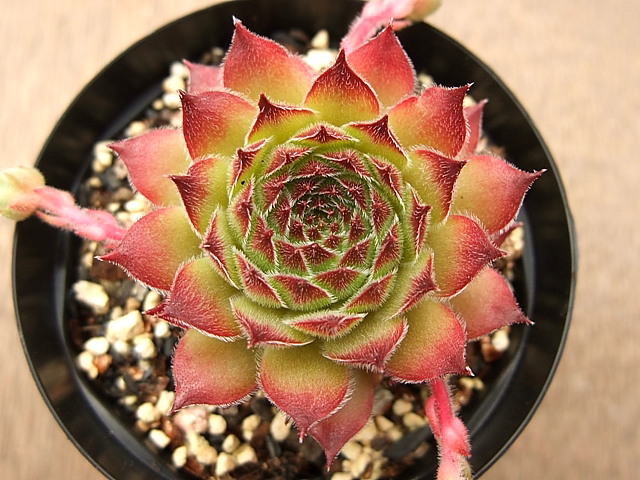 Titania