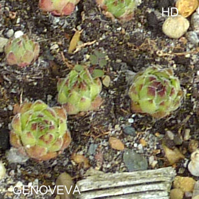 Genoveva