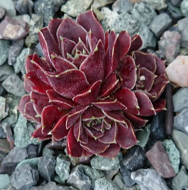 Red Peacock / Jovi