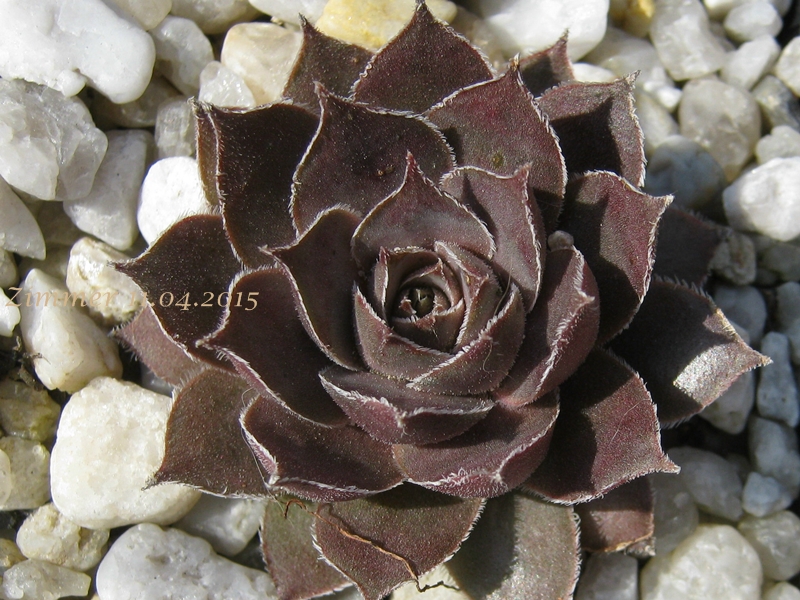 Silver Sixpence