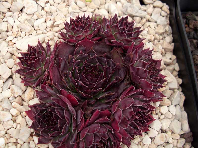 Schwarze Rose