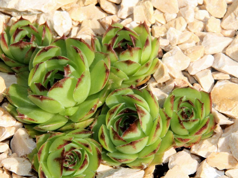 Green Star