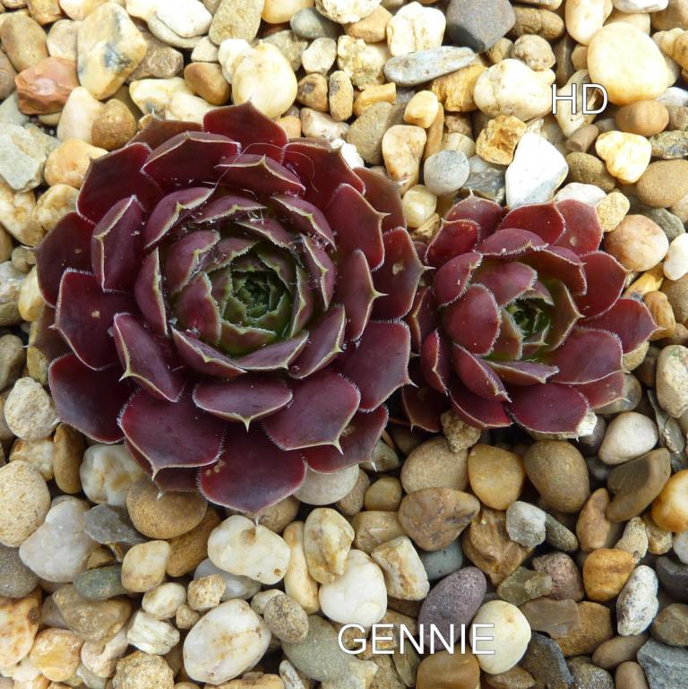 Gennie / Jovi