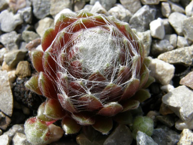 Smit's Seedling