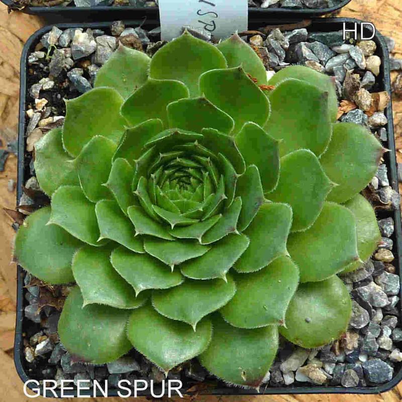 Green Spur / Jovi