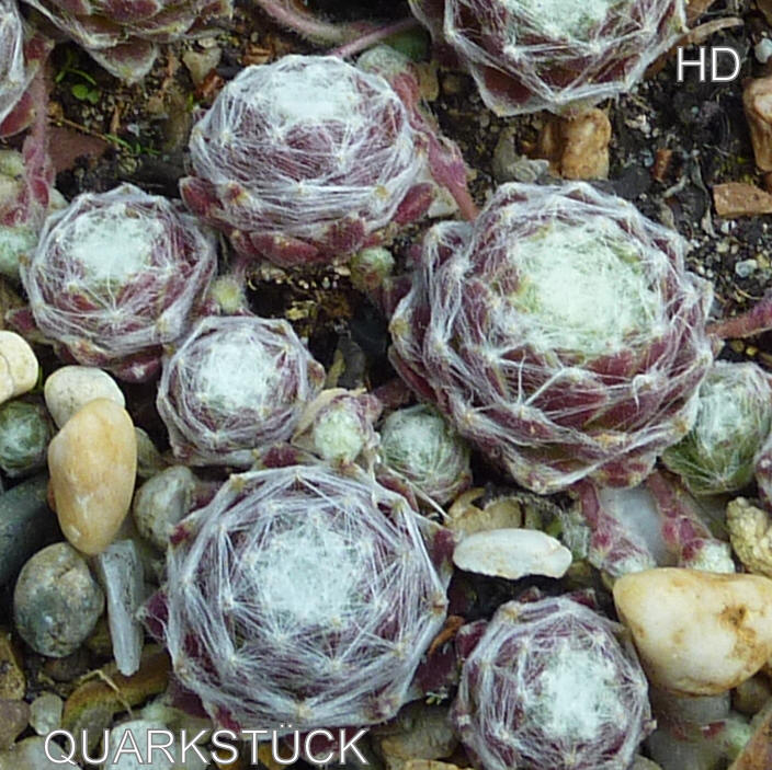 Quarkstück