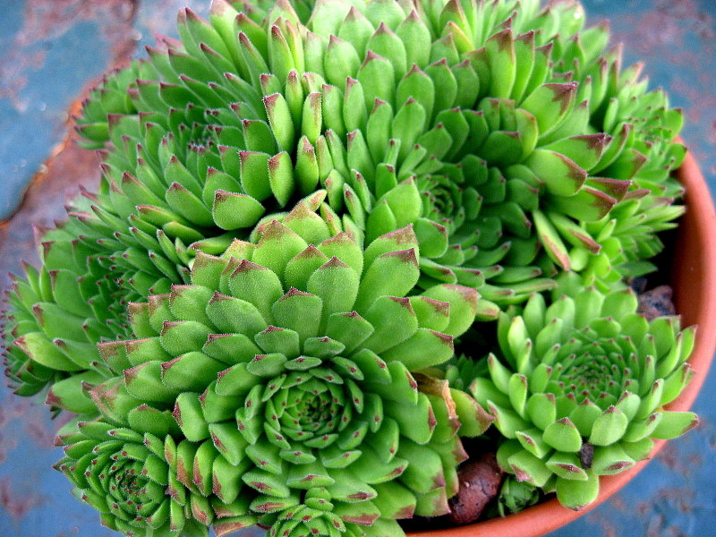 Green Caro