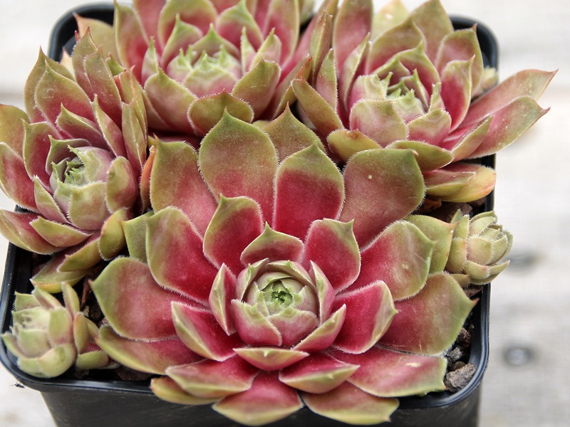 Tickled Pink