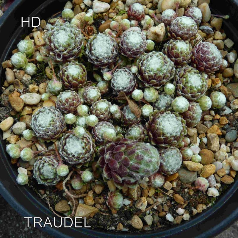 Traudel