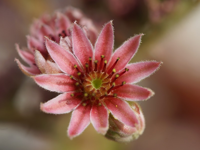 Tudor Rose