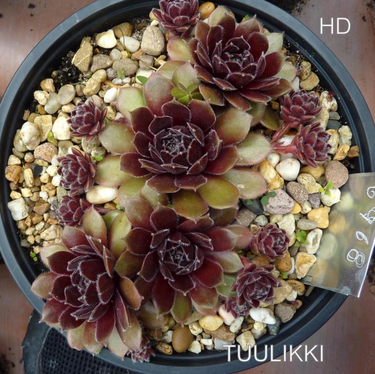 Tuulikki