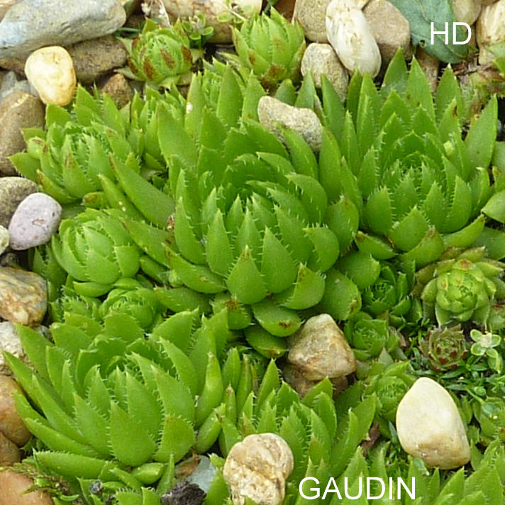 Gaudin / Jovi