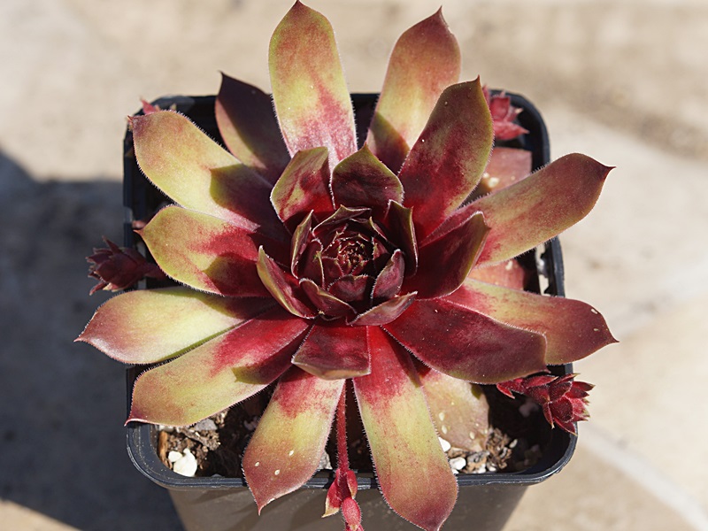 Red Dazzler