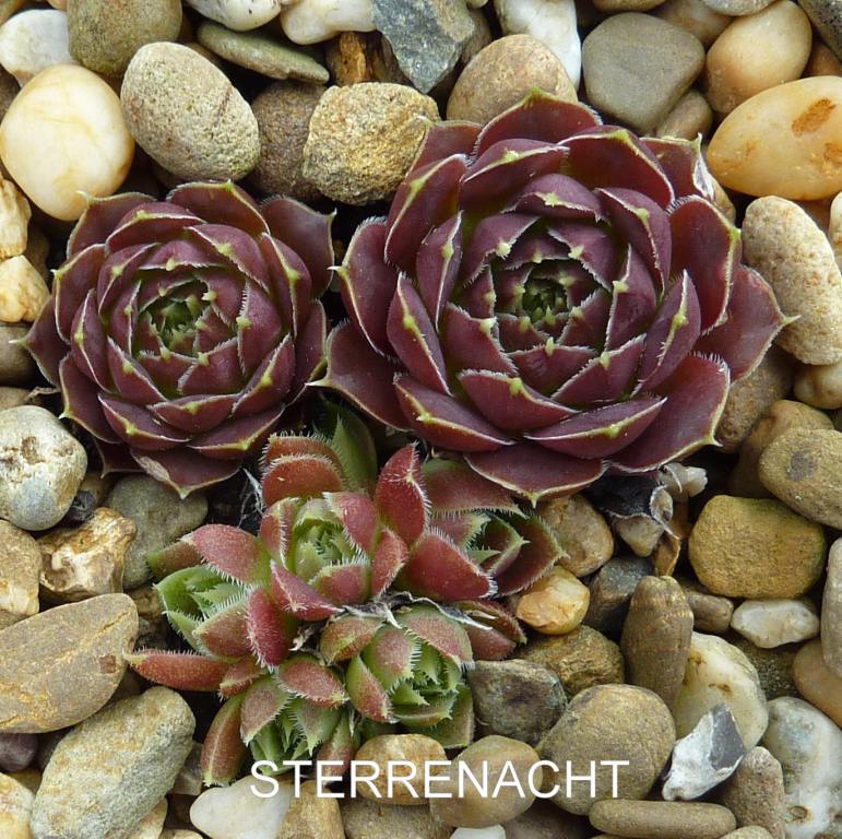 Sterrenacht / Jovi
