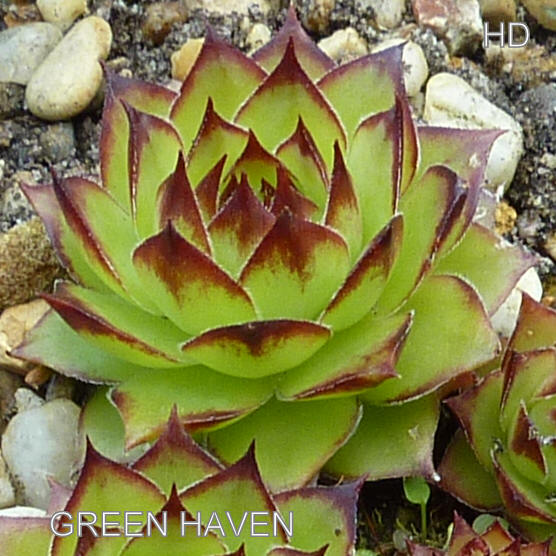 Green Haven