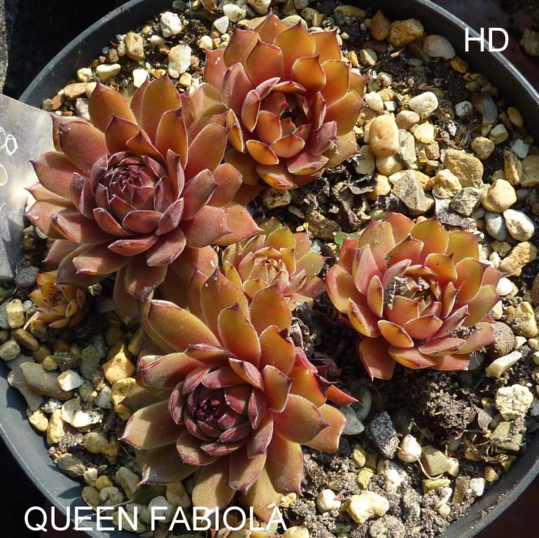 Queen Fabiola