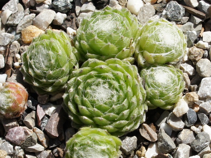Solarkugel