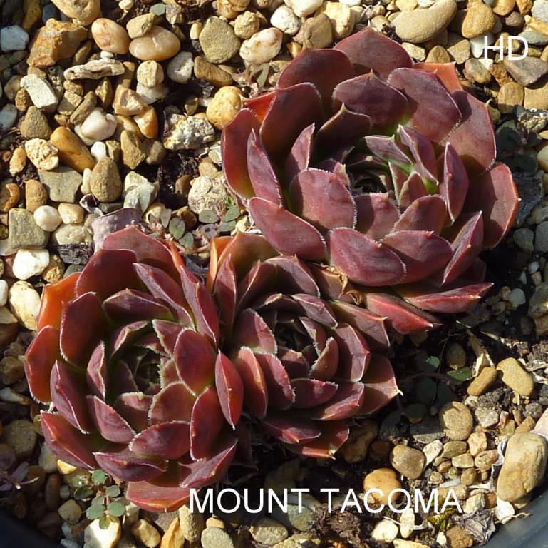 Mount Tacoma / Jovi
