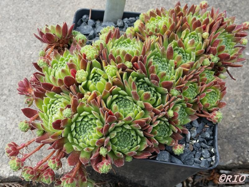 Red Mountain