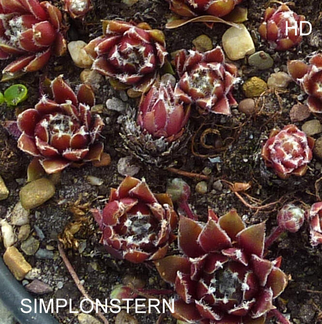 Simplonstern