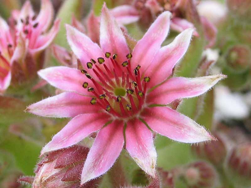 Skrocki's Beauty