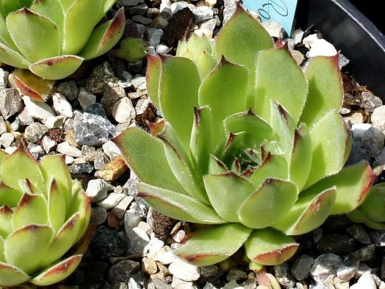 Grüne Rose