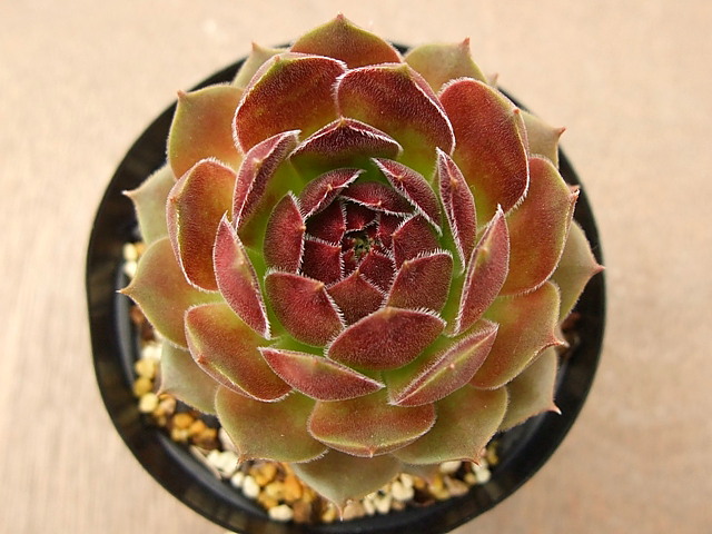 Spanish Dancer