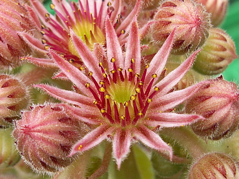 Orange Glow
