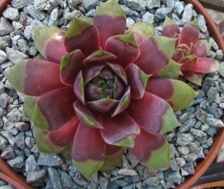 Yolanda