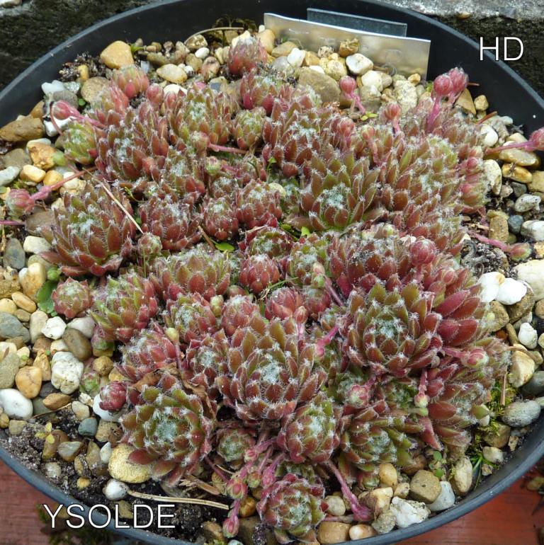 Ysolde