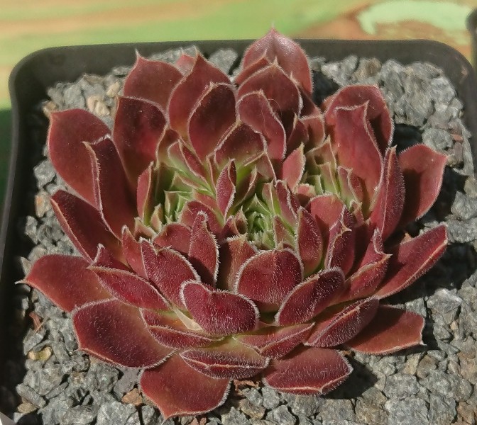 Yumia / Jovi