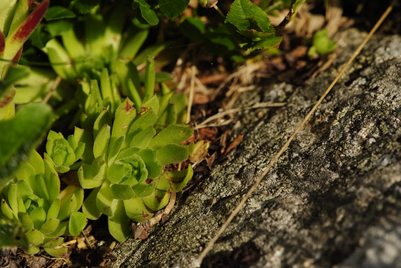 montanum ssp. carpathicum from Zbojnícka pláň, W