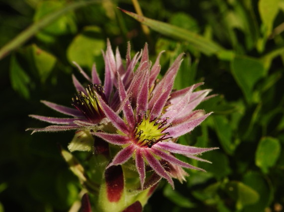 montanum ssp. carpathicum from Zbojnícka pláň, W