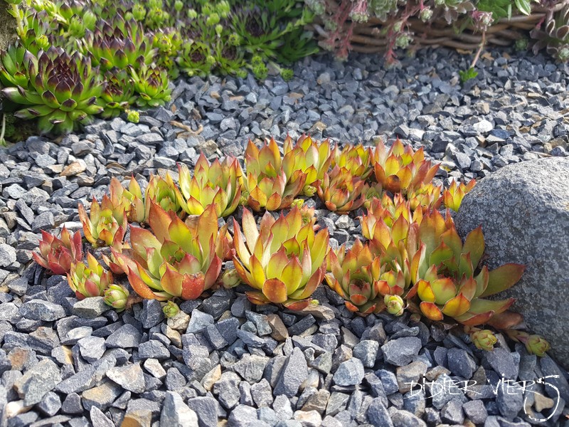 Orange Glow