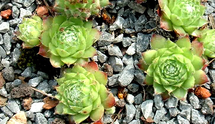 Quintina