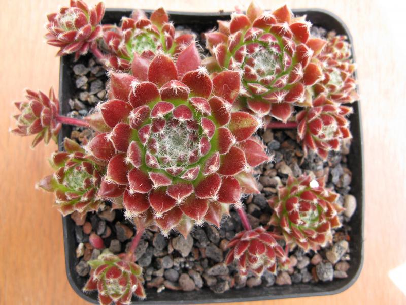 Wèh Jao