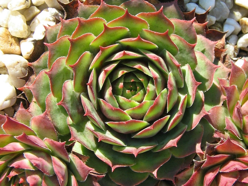 Rubra Ray