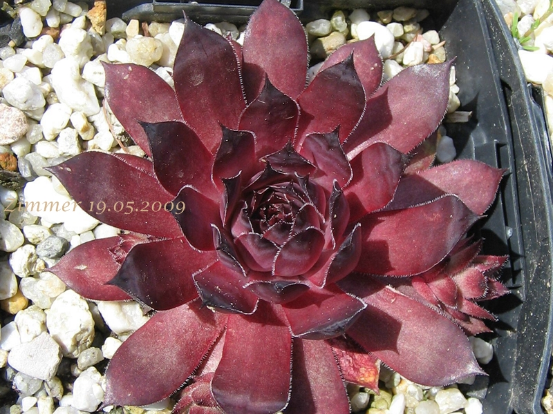 Plumb Rose