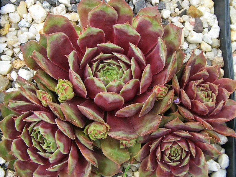 Rubra Ray