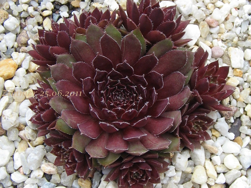 Purple Passion