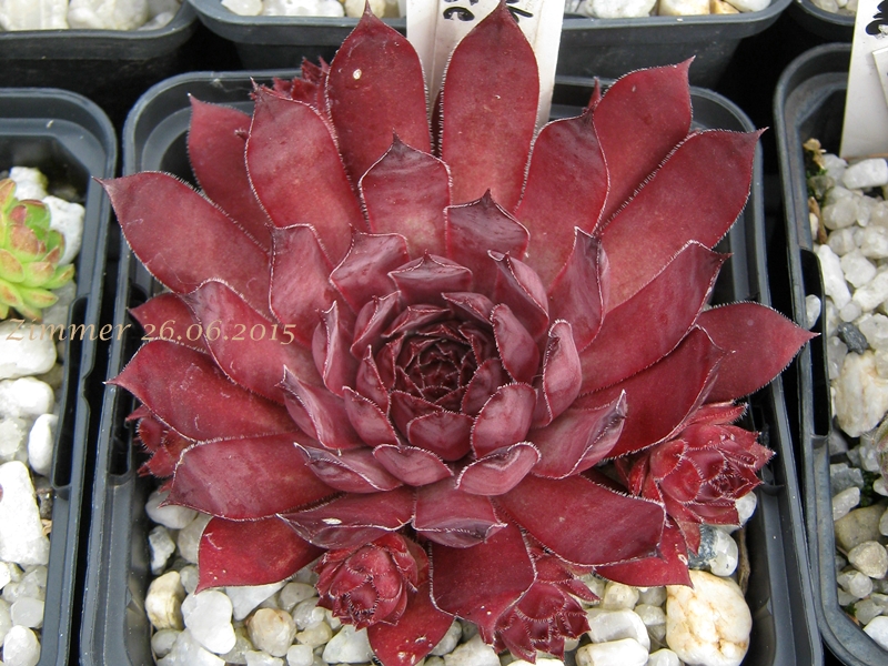 Plumb Rose