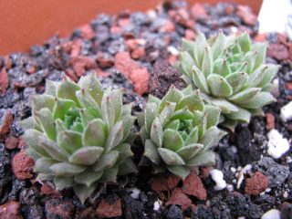 Zimtstern
